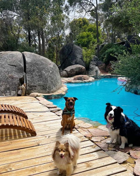 A Paradise For Dogs And A Magical Retreat For Hoomans - Tourism Canberra 1