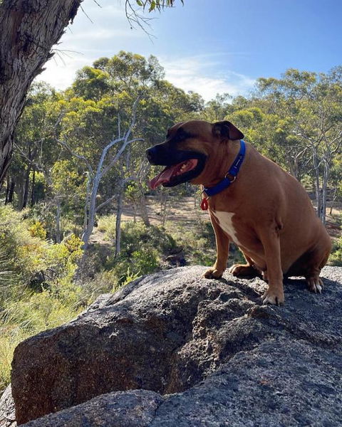 A Paradise For Dogs And A Magical Retreat For Hoomans - Tourism Canberra 3
