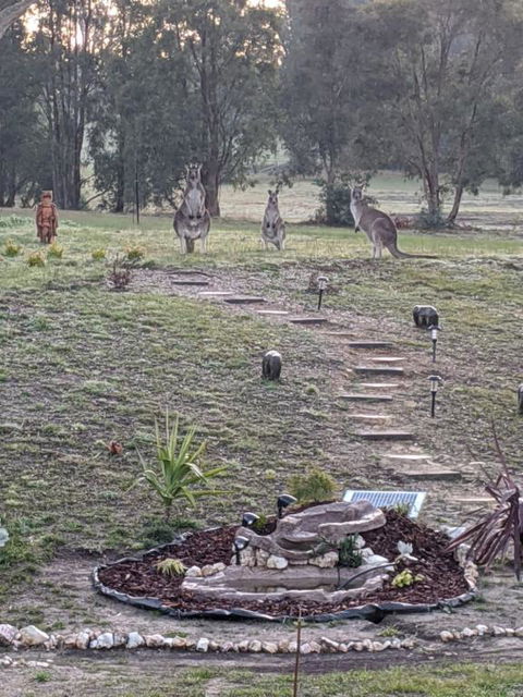 Australian Wildlife At Your Door - Tourism Canberra 0