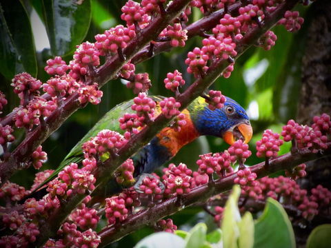 Daintree Manor B&B - Tourism Canberra 4