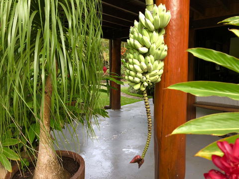 Daintree Manor B&B - Tourism Canberra 10