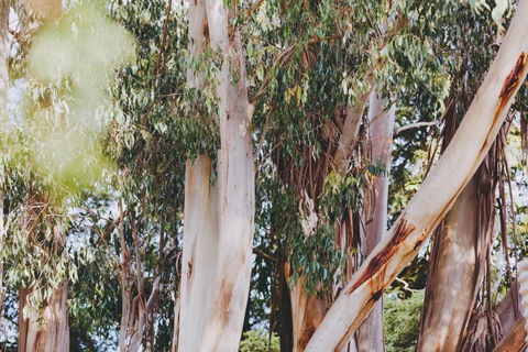 Dalblair Bed & Breakfast - Tourism Canberra 3