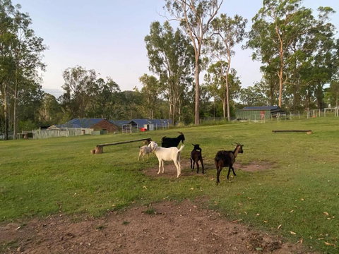 Gemmas Animal Farm By Tiny Away - Tourism Canberra 2