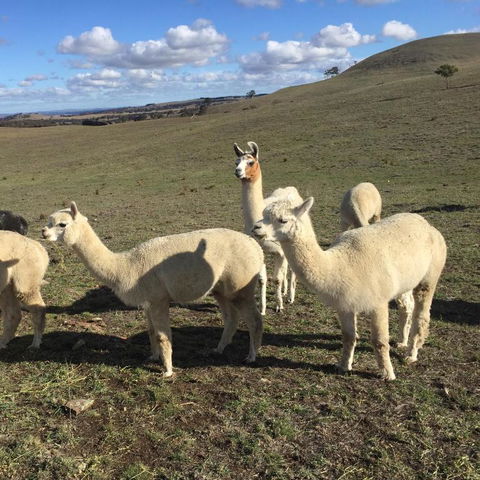 GOULBURN ALPACA FARM STAY - Tourism Canberra 0