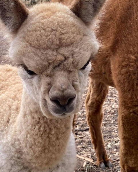 Gundaroo Retreat - Tourism Canberra 0