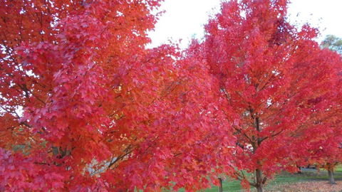 HEALESVILLE GETAWAY - Tourism Canberra 0