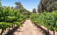 Island Brook Estate Vineyard And Chalets - thumb 2