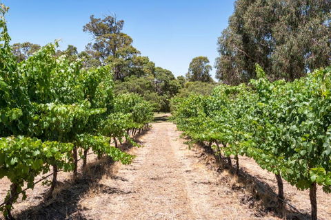 Island Brook Estate Vineyard And Chalets - Tourism Canberra 2