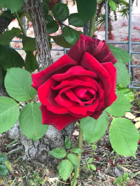 Alfa Motel - Tourism Canberra 2