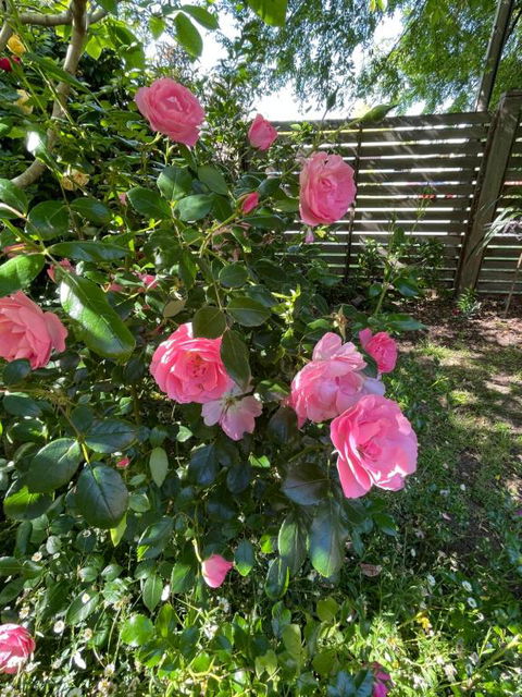 Rosehaven On Rosebud - Tourism Canberra 1