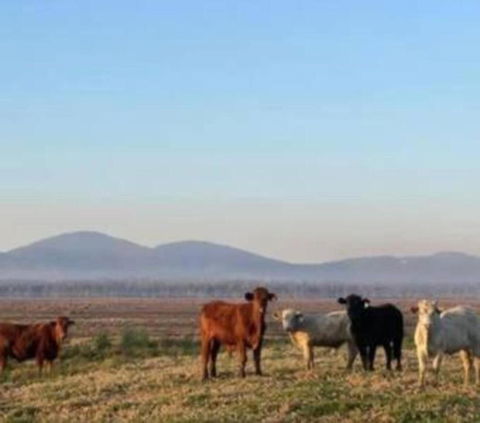 Rosemont By Tiny Away - Tourism Canberra 3
