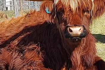 Straw House Farm - STANTHORPE with Tourism Canberra