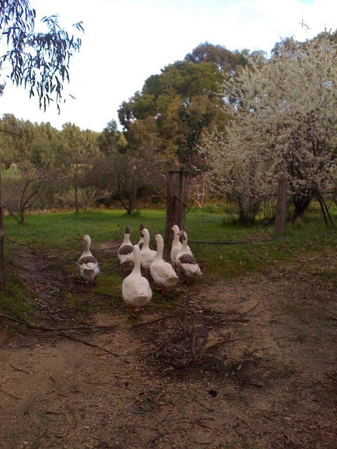 Bellbrae Harvest - Tourism Canberra 3
