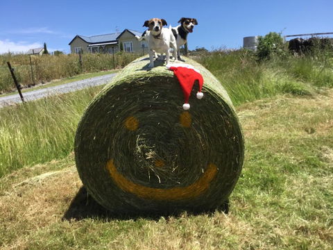 Beth's Cottage Roaring 40s - Tourism Canberra 1