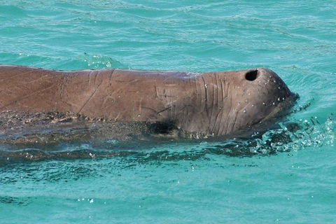 Cruise In Moreton Bay Marine Park And Moreton Island - Tourism Canberra 3