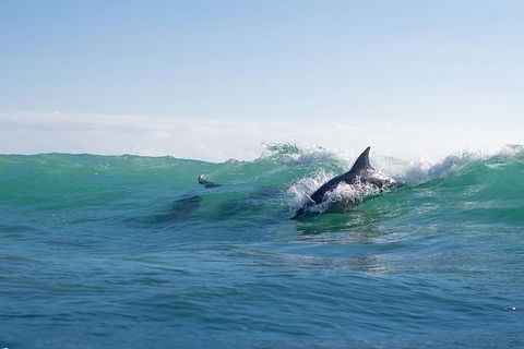 Private Tangalooma Wrecks Tour - Tourism Canberra 2