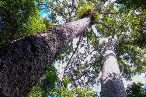Paronella Park And Millaa Millaa Falls Full-day Tour From Cairns - Tourism Canberra 1