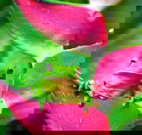 Cape Tribulation Mossman Gorge and Daintree Rainforest Premium Day Tour - Tourism Canberra