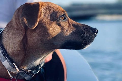 1.5-Hour Boat Rental In Melbourne - Tourism Canberra 0