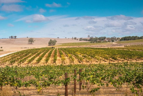 Barossa Valley Private Tour (from 2 To 11 People) - Tourism Canberra 2