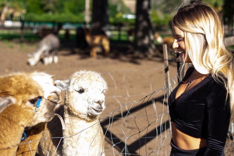 O'Reilly's & Lamington National Park Incl. Alpaca Farm + Vineyard - Tourism Canberra 3
