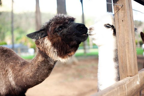 O'Reilly's & Lamington National Park Incl. Alpaca Farm + Vineyard - Tourism Canberra 4