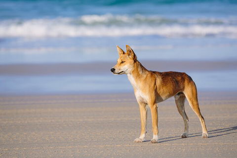 Fraser Island 4WD Tour From Noosa - Tourism Canberra 5