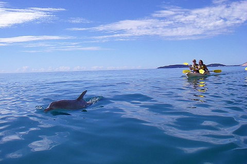 Kayak With Dolphins And 4WD Great Beach Drive Day Trip From Noosa - Tourism Canberra 2
