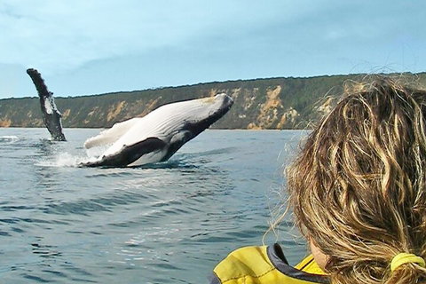 Kayak With Dolphins And 4WD Great Beach Drive Day Trip From Noosa - Tourism Canberra 3