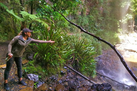 Rainforest & Waterfalls Extravaganza - Tourism Canberra 4