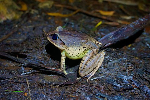 Glow Worms Private Tour - Nocturnal Rainforest Walk - Tourism Canberra 0