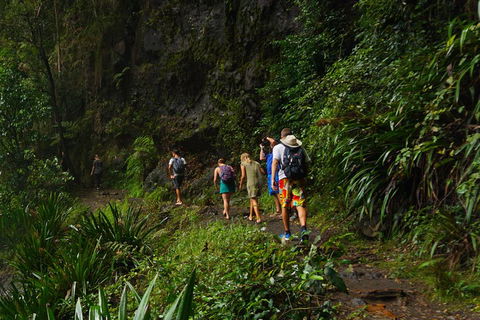 Glow Worms Private Tour - Nocturnal Rainforest Walk - Tourism Canberra 1