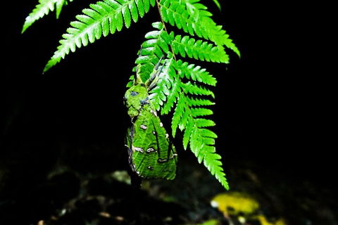 Glow Worms Private Tour - Nocturnal Rainforest Walk - Tourism Canberra 2