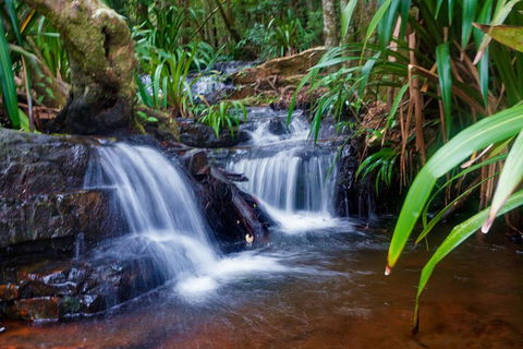 Glow Worms Private Tour - Nocturnal Rainforest Walk - Tourism Canberra 5