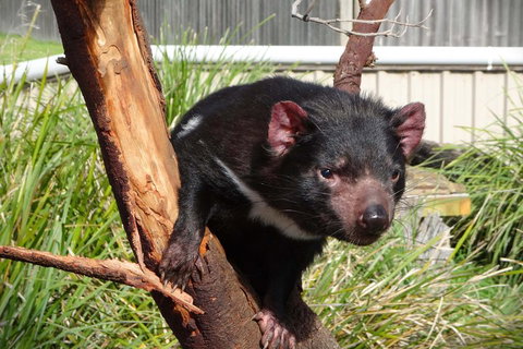 Tasmania 4 Day East Coast + Launceston - Tourism Canberra 2