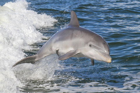 Noosa Oceanrider Scenic Dolphin Safari - Tourism Canberra 0