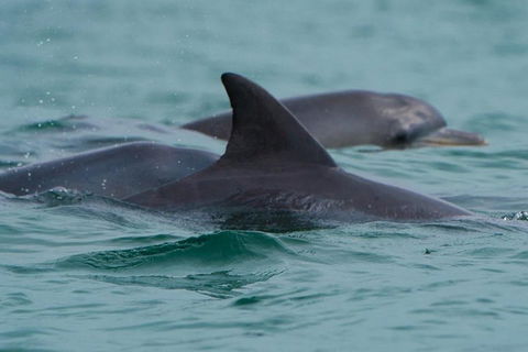 Noosa Oceanrider Scenic Dolphin Safari - Tourism Canberra 1
