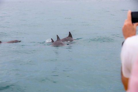 Noosa Oceanrider Scenic Dolphin Safari - Tourism Canberra 2