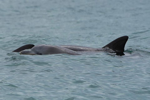 Noosa Oceanrider Scenic Dolphin Safari - Tourism Canberra 3
