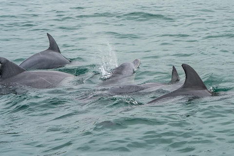 Noosa Oceanrider Scenic Dolphin Safari - Tourism Canberra 5