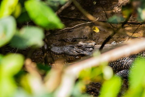 Cape Tribulation Day Tour - Tourism Canberra 5