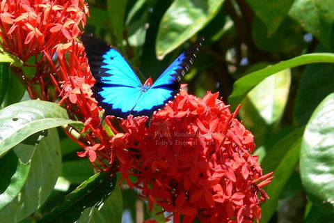 Daintree Rainforest, Cape Tribulation, Mossman Gorge Small-Group Day Tour - Tourism Canberra 2