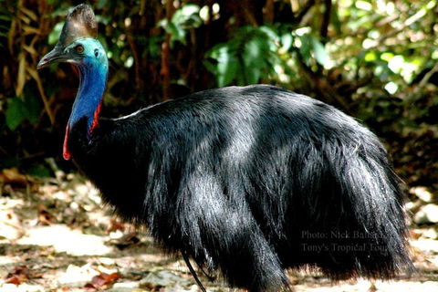 Daintree Rainforest, Cape Tribulation, Mossman Gorge Small-Group Day Tour - Tourism Canberra 3