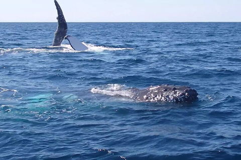 Noosa Whale Watching - Tourism Canberra 0