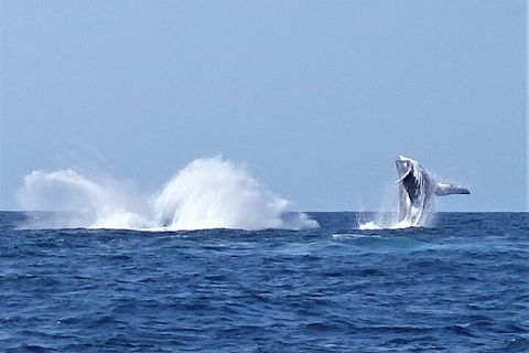 Noosa Whale Watching - Tourism Canberra 2