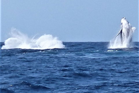 Noosa Whale Watching - Tourism Canberra 3