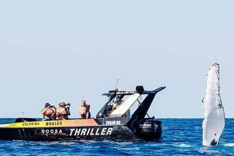 Noosa Whale Watching - Tourism Canberra 4