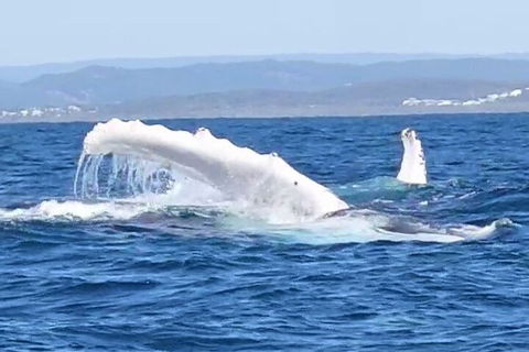 Noosa Whale Watching - Tourism Canberra 5