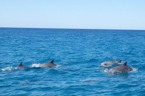 Noosa Wild Dolphin Safari - Tourism Canberra 5