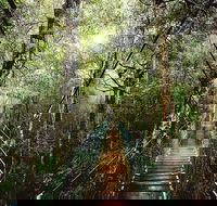 O'Reilly's  Lamington National Park from Gold Coast - Tourism Canberra